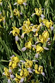 IRIS VARIEGATA