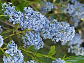 CEANOTHUS THYRSIFLORUS