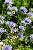 JASIONE LAEVIS BLUE LIGHT