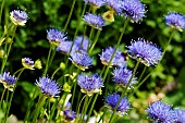 JASIONE LAEVIS BLUE LIGHT