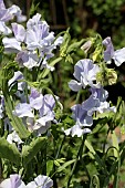 LATHYRUS ODORATUS CHARLIES ANGEL