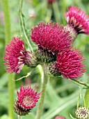 CIRSIUM RIVULARE ATROPURPUREUM