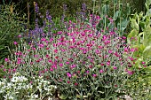 LYCHNIS CORONARIA