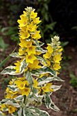 LYSIMACHIA PUNCTATA ALEXANDER