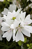 MALVA MOSCHATA ALBA