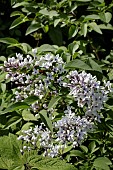 SYRINGA X CHINENSIS BICOLOR