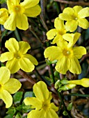 JASMINUM NUDIFLORUM (WINTER JASMINE)