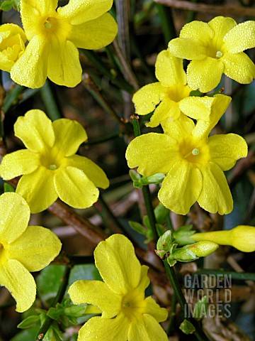 JASMINUM_NUDIFLORUM_WINTER_JASMINE