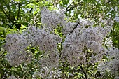 SYRINGA X CHINENSIS BICOLOR