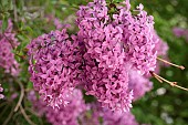 SYRINGA X CHINENSIS SAUGEANA