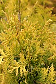 THUJA OCCIDENTALIS SUNKIST