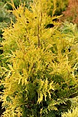 THUJA OCCIDENTALIS SUNKIST