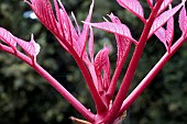 TOONA SINENSIS FLAMINGO