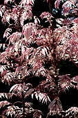 TOONA SINENSIS, FLAMINGO