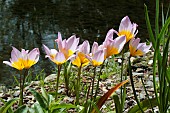 TULIPA SAXATILIS