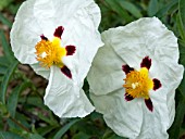 CISTUS PURPUREUS ALAN FRADD