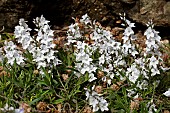 VERONICA PROSTRATA ICE BLUE