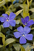 VINCA MINOR BOWLES VARIETY