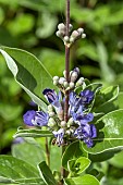 VITEX ROTUNDIFOLIA