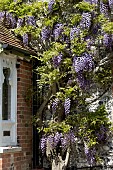 WISTERIS FLORIBUNDA KOKURYU