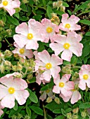 CISTUS SILVER PINK (GRAYSWOOD PINK)