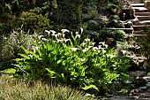 ZANTEDESCHIA AETHIOPICA