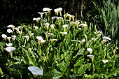 ZANTEDESCHIA AETHIOPICA