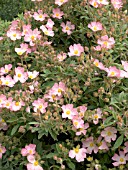 CISTUS SILVER PINK (GRAYSWOOD PINK)