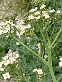 CRAMBE CORDIFOLIA