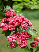 CRATAEGUS LAEVIGATA PAULS SCARLET (COCCINEA PLENA)