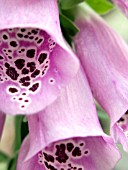 DIGITALIS PURPUREA (FOXGLOVE)