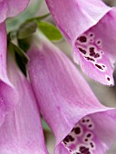 DIGITALIS PURPUREA (FOXGLOVE)