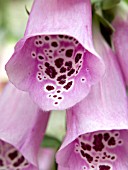 DIGITALIS PURPUREA (FOXGLOVE)