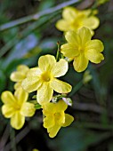 JASMINUM NUDIFLORUM (WINTER JASMINE)