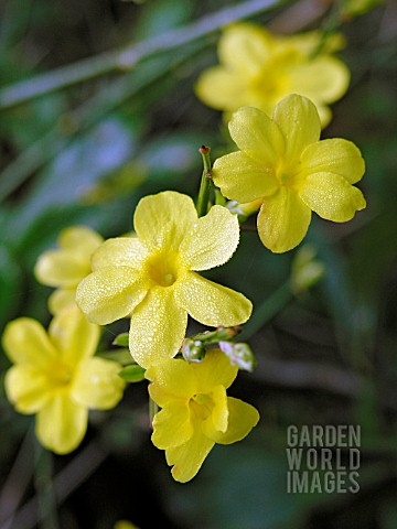 JASMINUM_NUDIFLORUM_WINTER_JASMINE