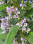 ECHIUM X SCILLONIENSE