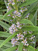 ECHIUM X SCILLONIENSE