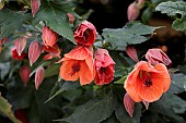 ABUTILON RED TRUMPET (OOSTERDTRUMP)