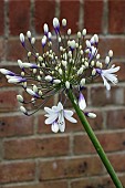 AGAPANTHUS AFRICANUS TWISTER (AMBIC001)