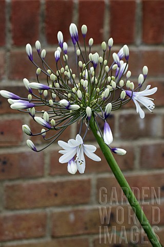 AGAPANTHUS_AFRICANUS_TWISTER_AMBIC001