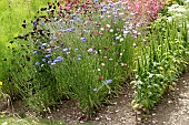 ANNUAL CUT FLOWERS