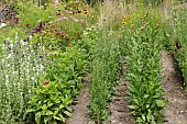 ANNUAL CUT FLOWERS