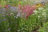 ANNUAL CUT FLOWERS