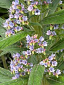 ECHIUM X SCILLONIENSE