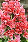 ANTIRRHINUM DAZZLING LIPS