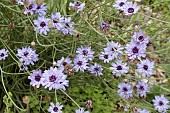 CATANANCHE CERULEA