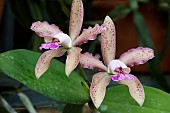 CATTLEYA VINSA