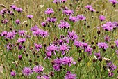 CENTAUREA SCABIOSA