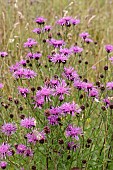 CENTAUREA SCABIOSA