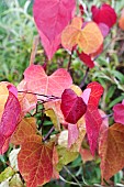 CERCIS CANADENSIS ETERNAL FLAME